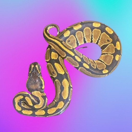 Normal Ball Python by Neon Exotics