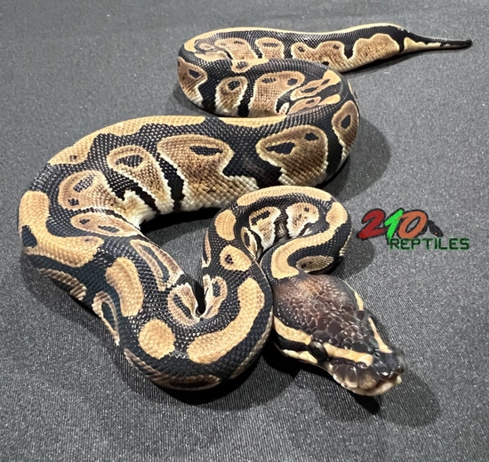 Normal 100 Het Pied Ball Python by 210 Reptiles