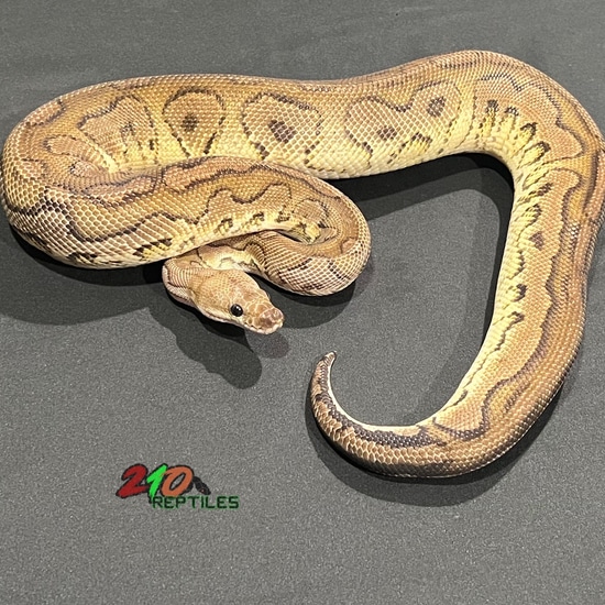 Cinny Sugar Ball Python Cinny Clown Ball Python by 210 Reptiles
