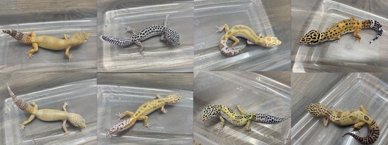 Lot Of 8 Leopard Gecko Females FREE SHIPPING by Morph Monster Geckos