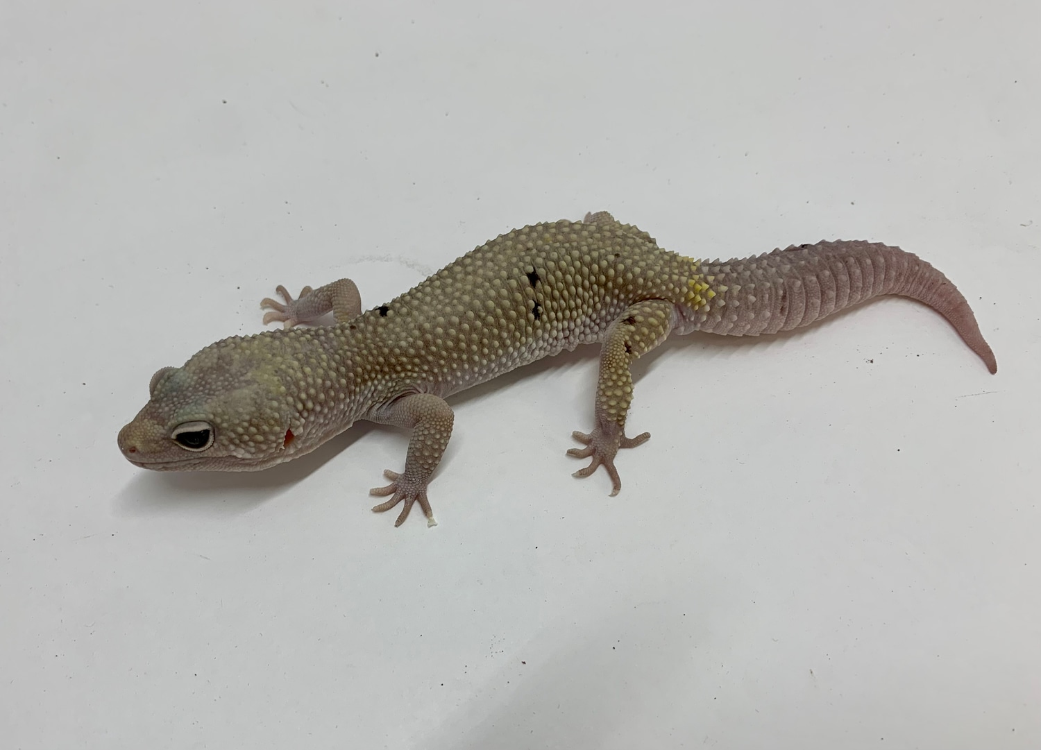 Proven Breeder Male Blizzard *FREE SHIPPING* Leopard Gecko by Morph ...