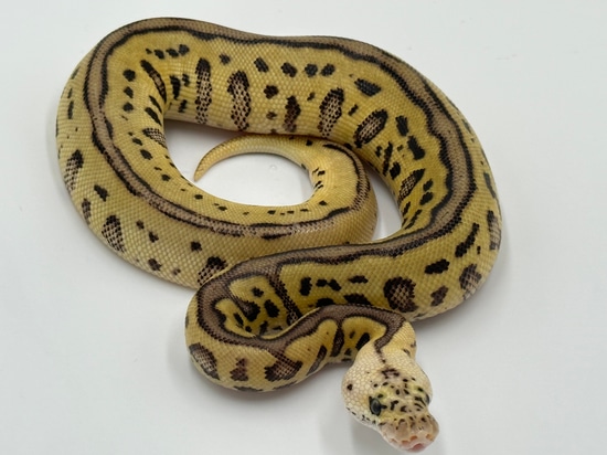 Pastel Batman Ph Hypo/pied Ball Python by Silly Serpents