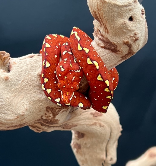 red-biak-green-tree-python-by-two-amigos-import-export