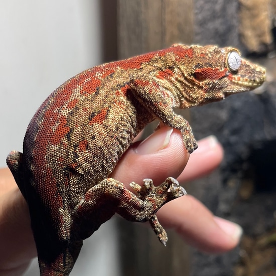 Red Stripe Gargoyle Gecko by Hamilton Herps