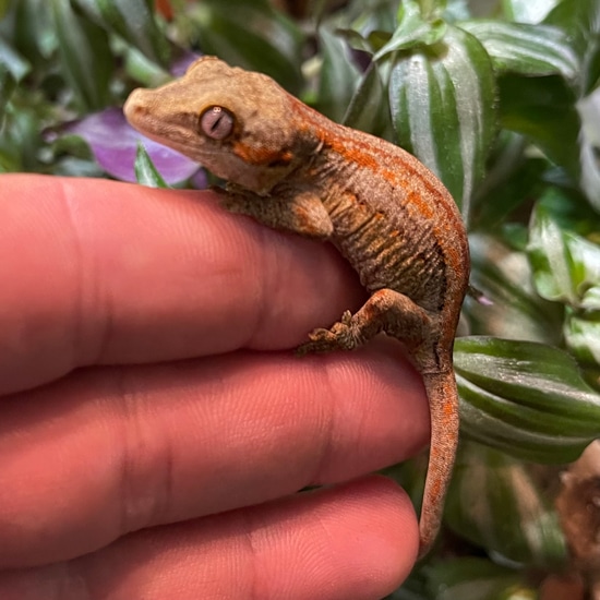 Red & Orange Stripe Gargoyle Gecko by Hamilton Herps