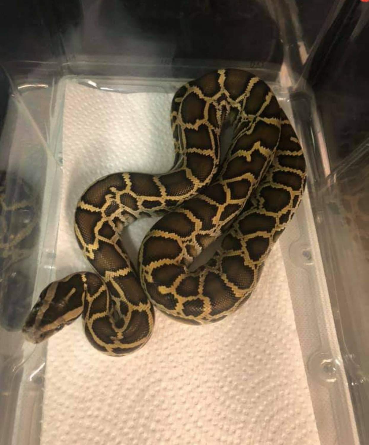 Normal Burmese Python by AJM Reptiles - MorphMarket