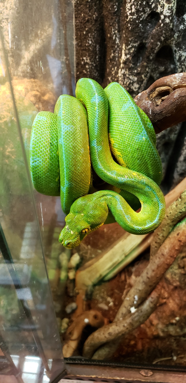 Cyclops Green Tree Python by AJM Reptiles - MorphMarket