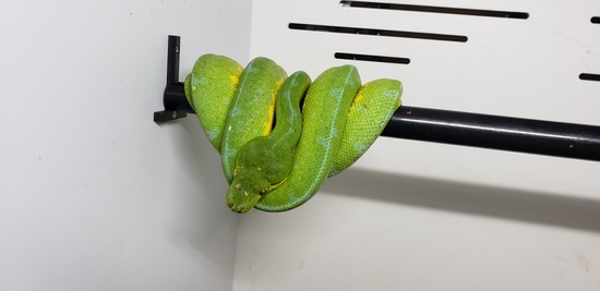Ltc Cyclops GTP Green Tree Python by AJM Reptiles
