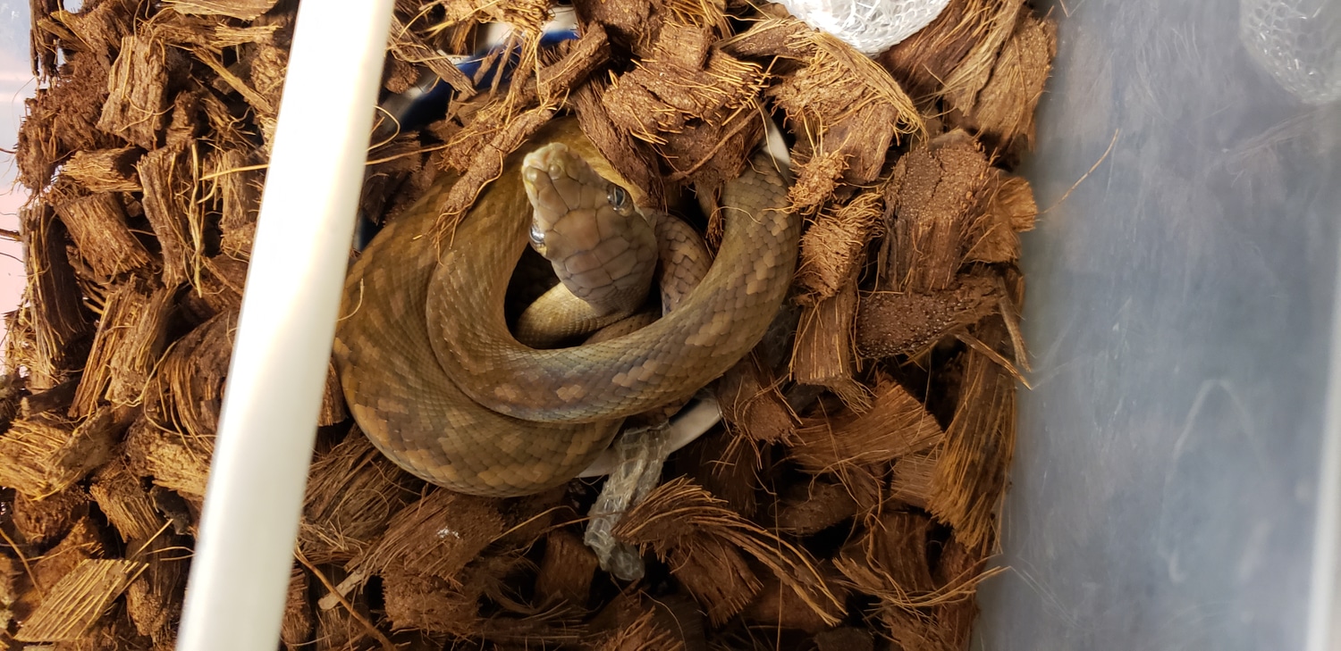 Merauke Scrub Python by AJM Reptiles - MorphMarket