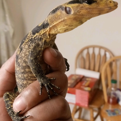 monitor lizard for sale canada