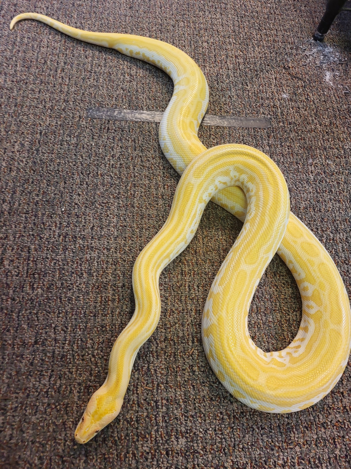Pearl Labyrinth Burmese Python by AJM Reptiles - MorphMarket