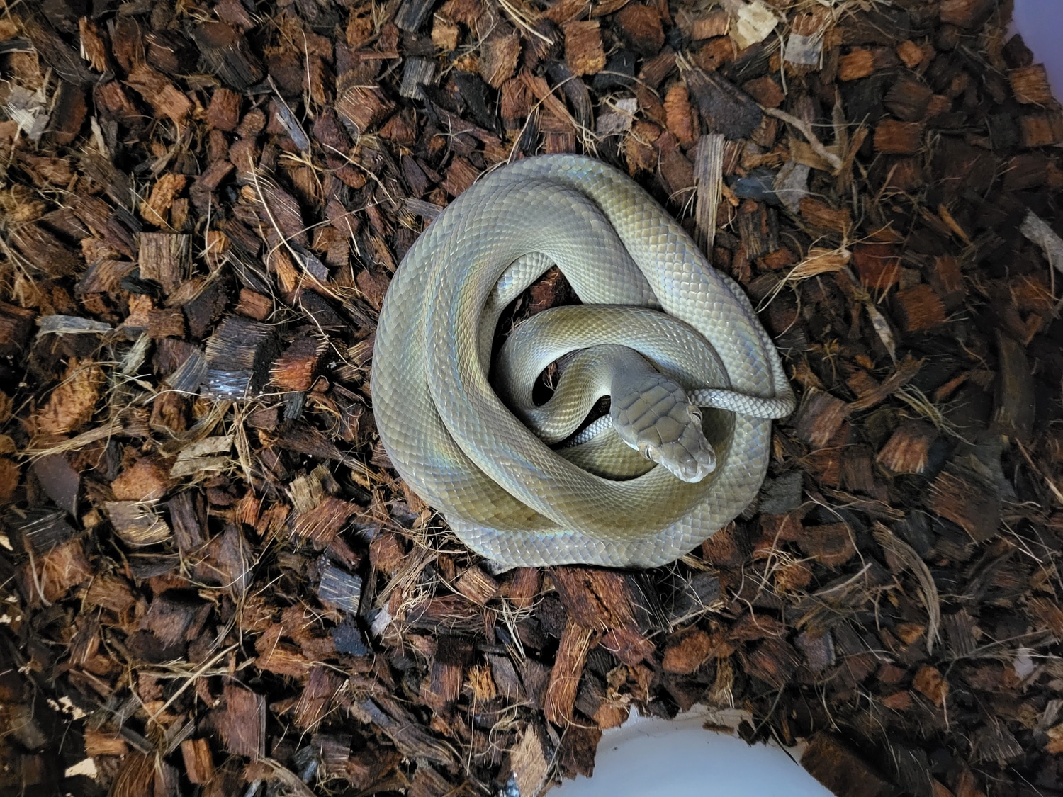 Patternless Southern Scrub Python by AJM Reptiles - MorphMarket