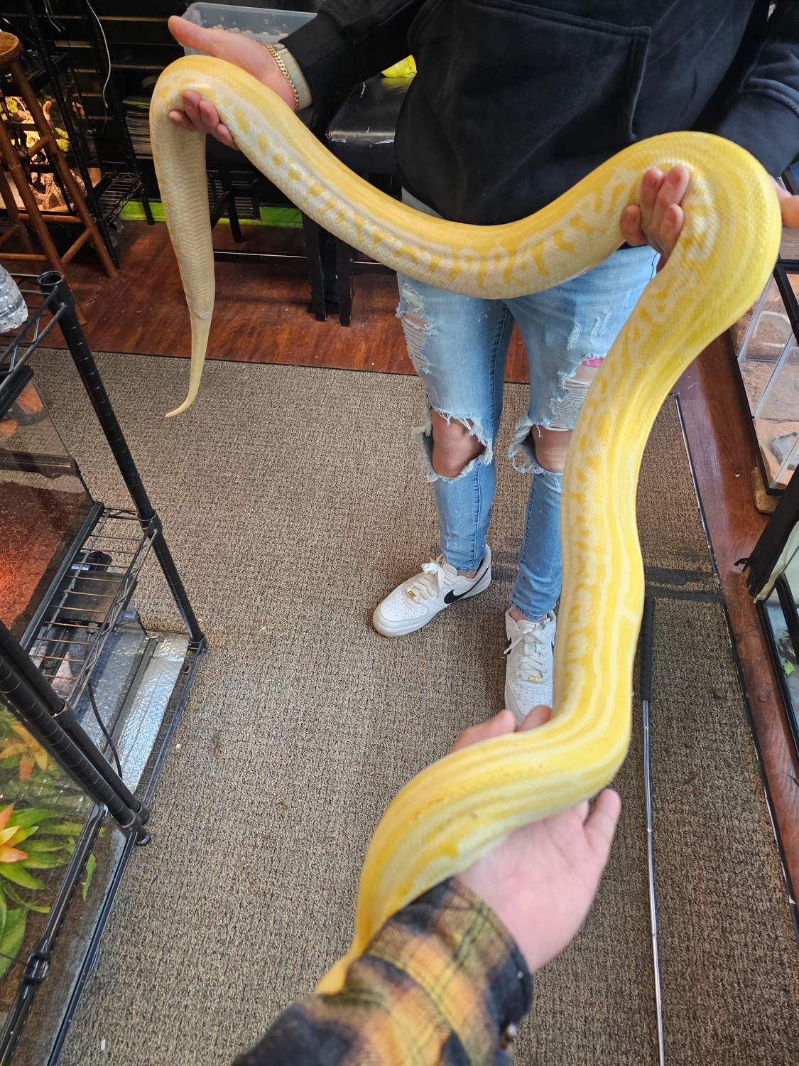 Pearl Labyrinth Burmese Python by AJM Reptiles - MorphMarket