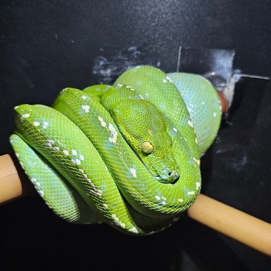 Jayapura GTP Green Tree Python by AJM Reptiles