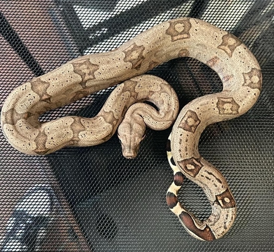 Bolivian Silverback Boa ShortTailed Boa Constrictor by AJM Reptiles