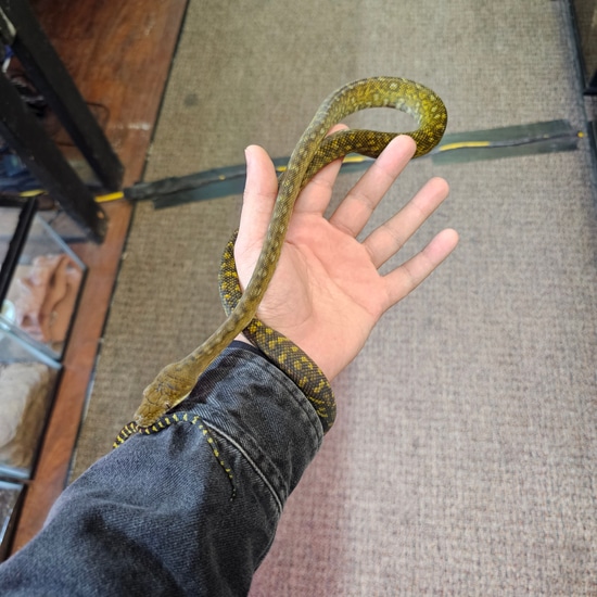 Moluccan Scrub Python by AJM Reptiles