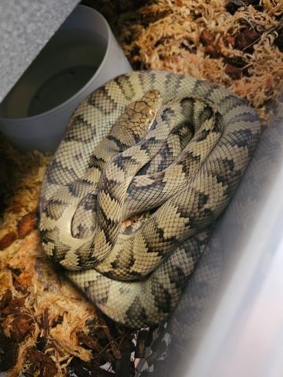 Halmahera Scrub Python by AJM Reptiles