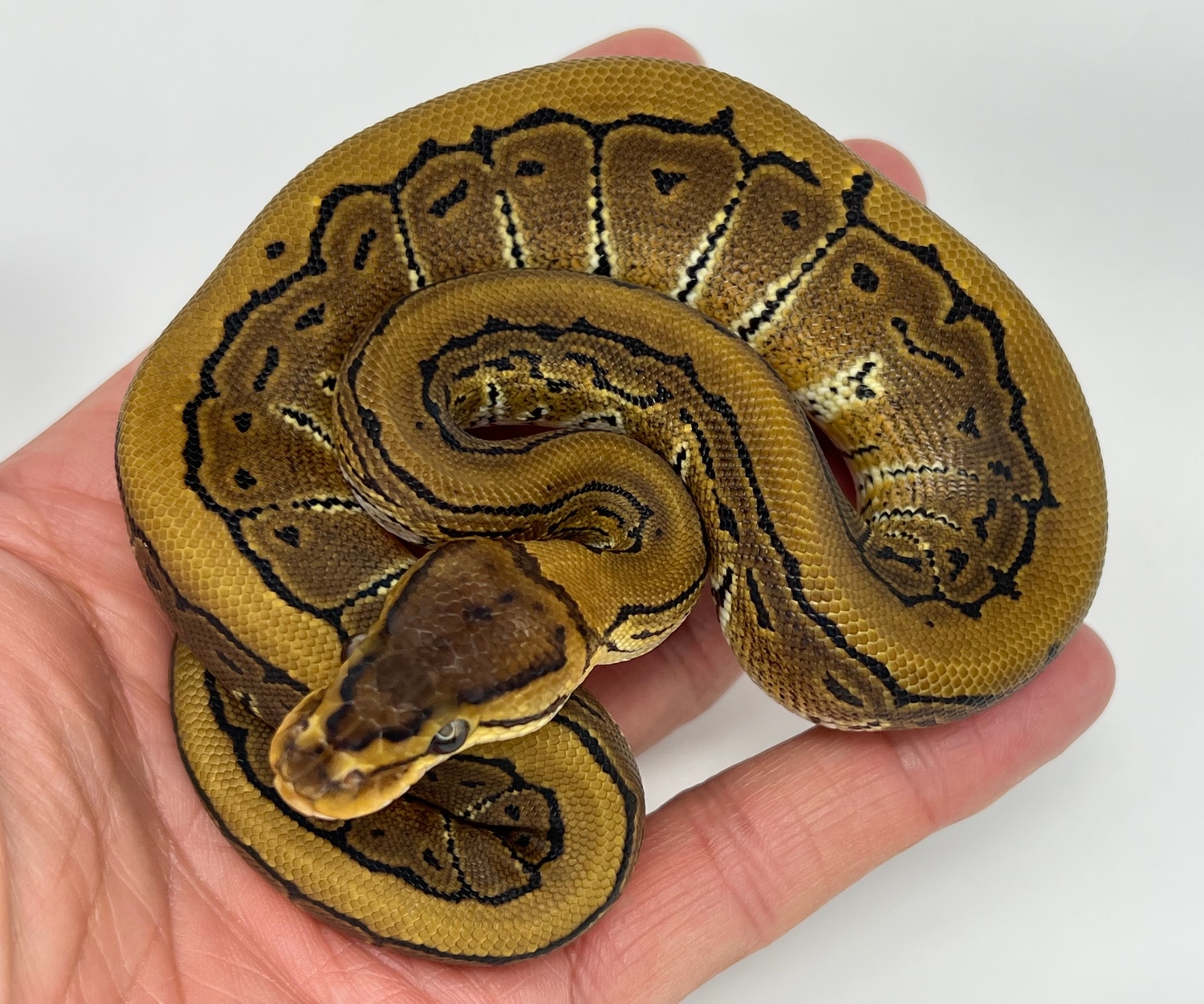 Pinstripe Double Het Desert Ghost Clown Ball Python by 403 Fauna ...
