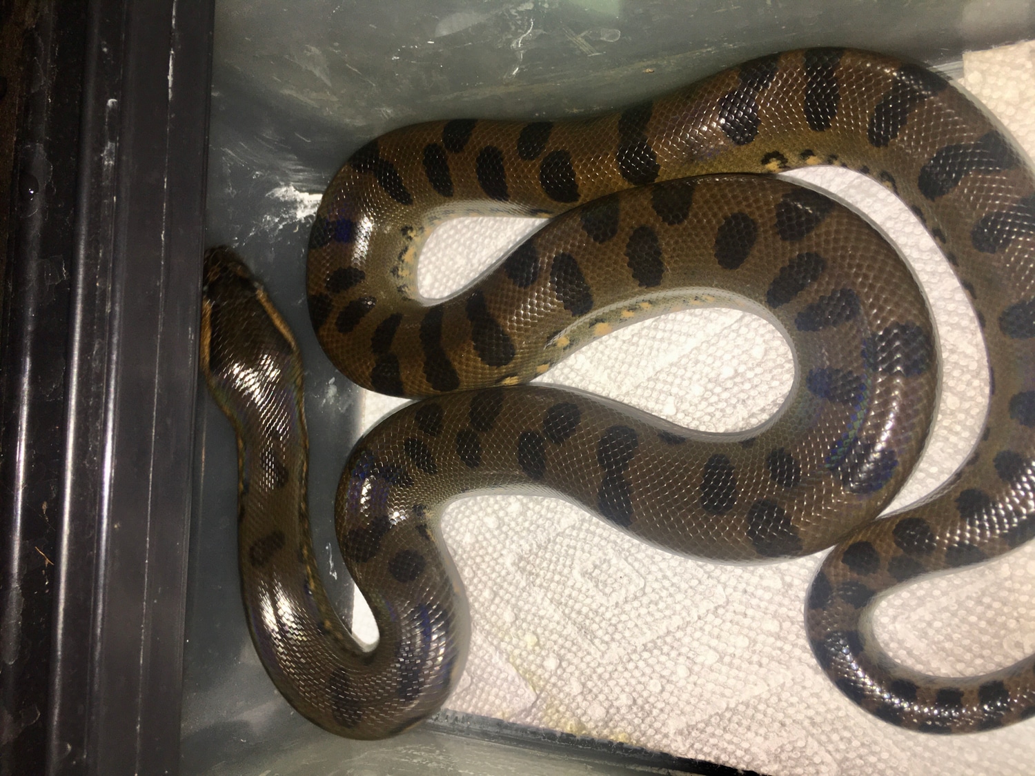 Green Anaconda by 40 Below Reptiles MorphMarket