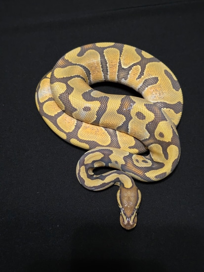 Hypo Pastel Enchi YB .... NO RESERVE Ball Python by 419 Morphs, LLC