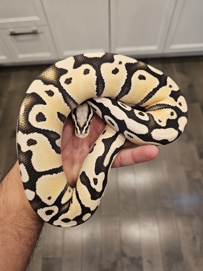 Orange Dream Pastel Desert Ghost Het Piebald Ball Python by 514 Reptiles