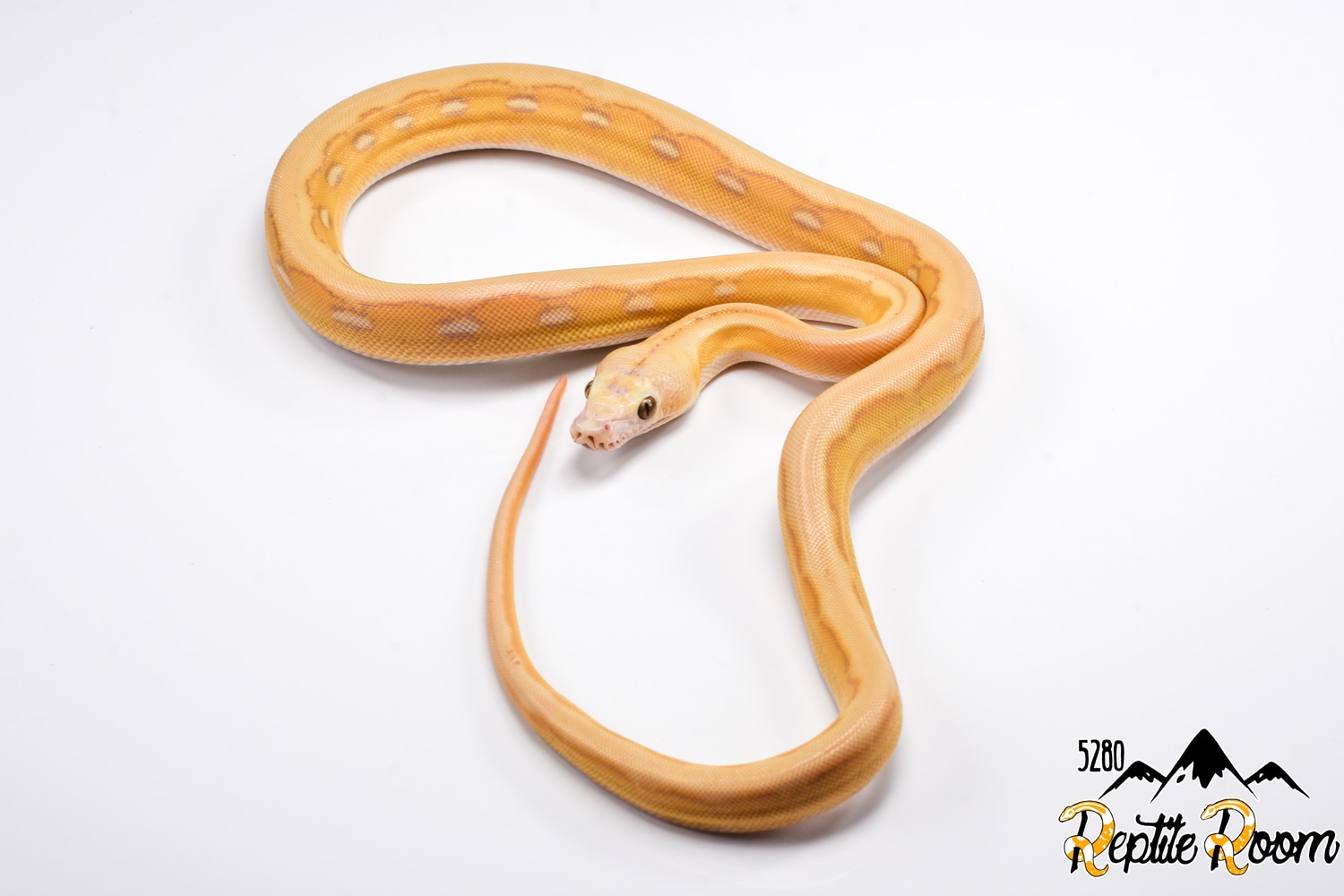 Sun Platty Tiger Renick Ghost Reticulated Python by 5280 Reptile Room