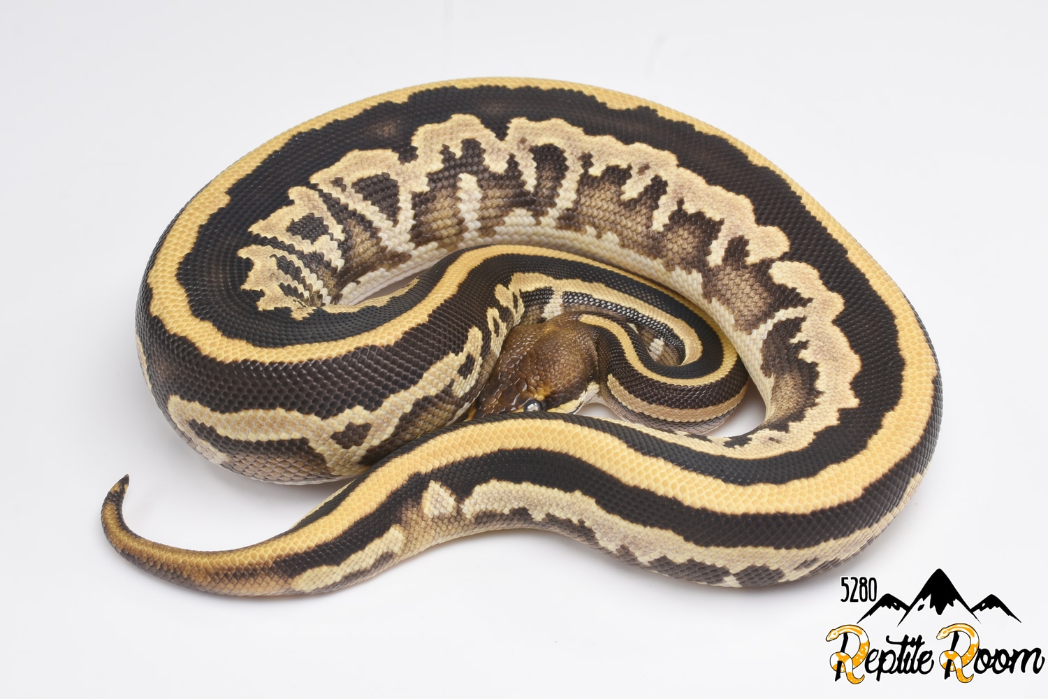 Blackhead Mojave Leopard 100 Het Pied 50 Ph Clown Ball Python by 5280