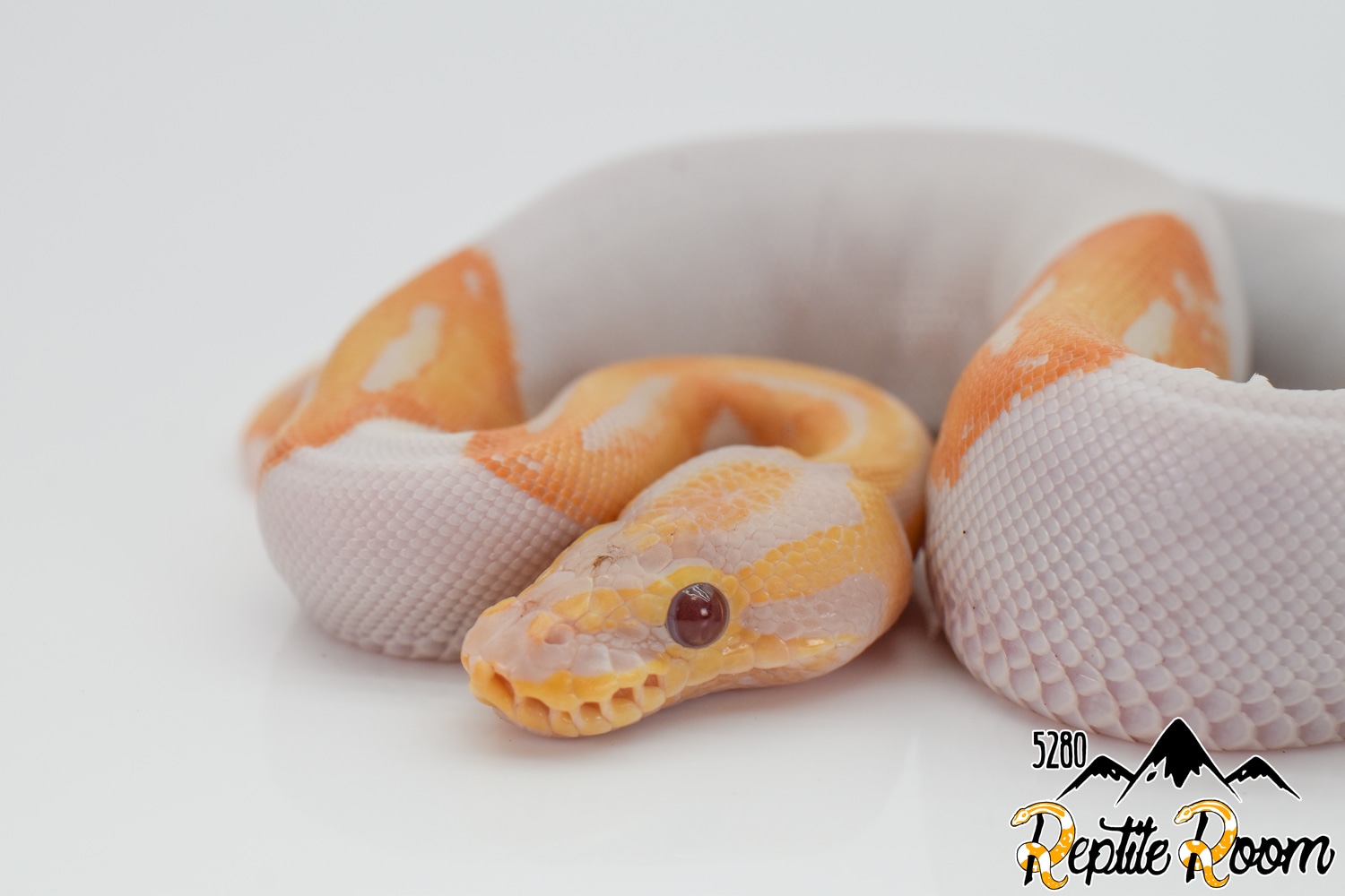Dreamsicle Ball Python by 5280 Reptile Room - MorphMarket