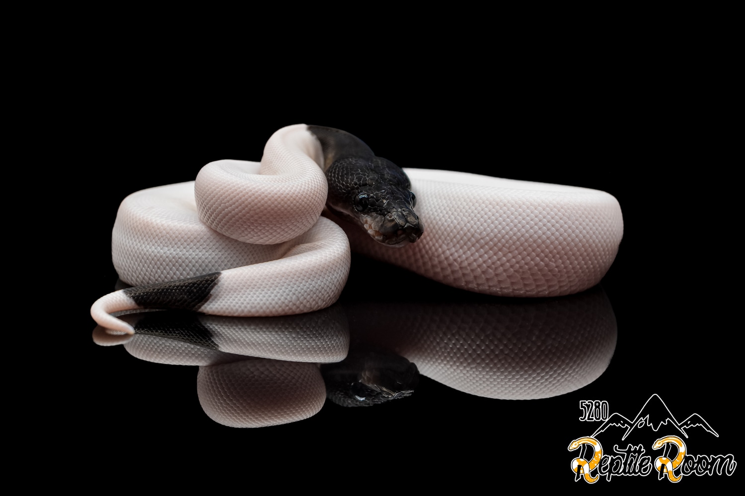 Kung Fu Panda Pied (Cinnamon Suma Pied) Ball Python by 5280 Reptile ...