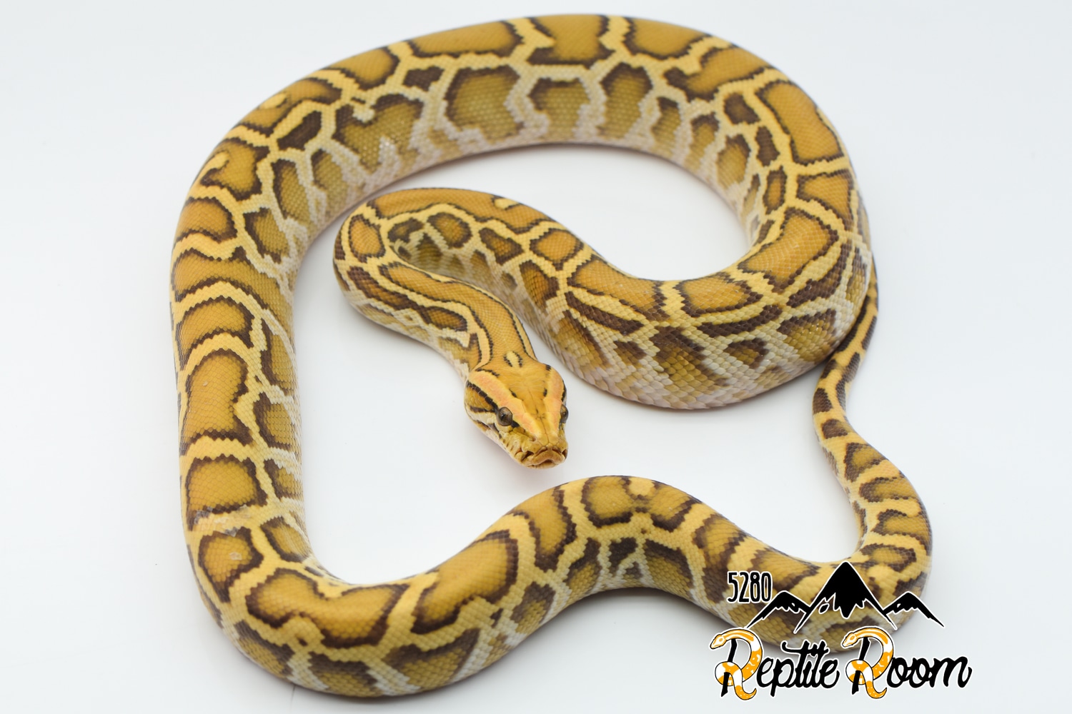 Caramel Burmese Python by 5280 Reptile Room - MorphMarket