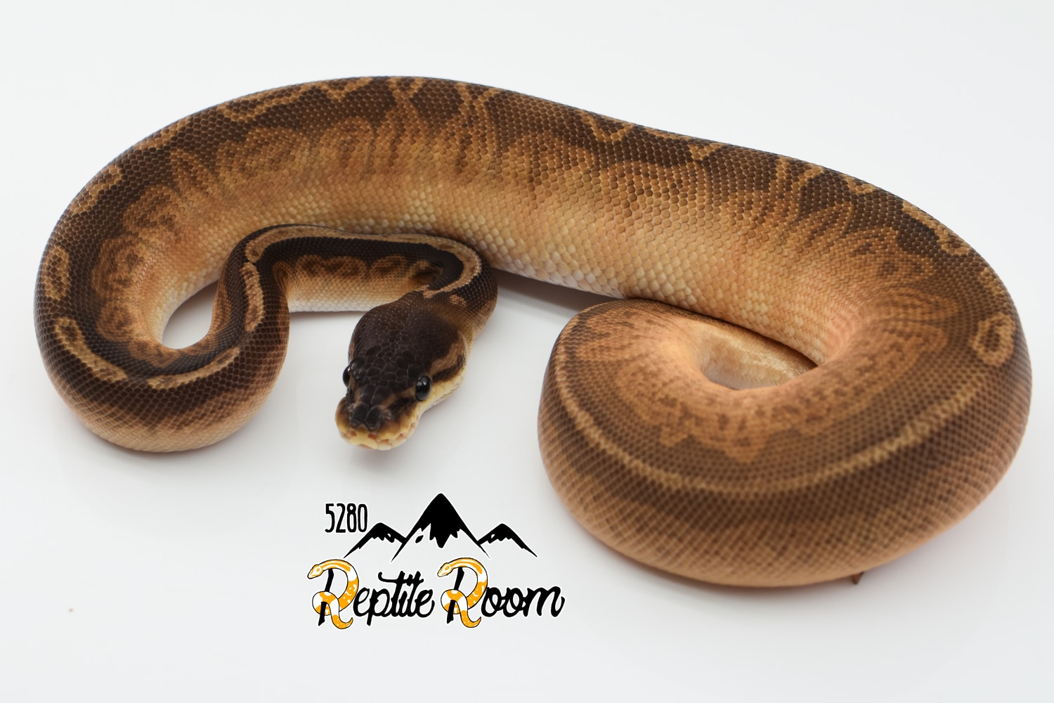Cinnamon Sunset Ball Python by 5280 Reptile Room - MorphMarket
