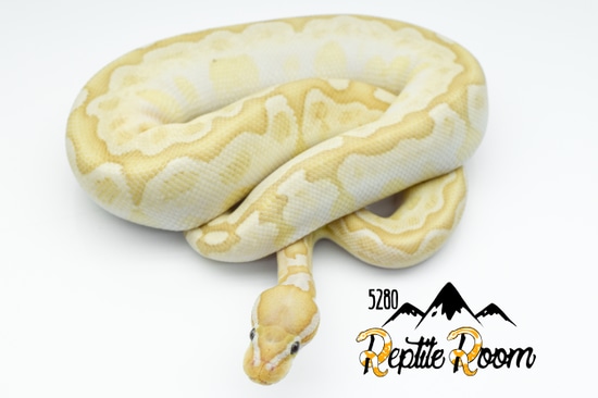 Banana Bamboo Possible Yb Ball Python by 5280 Reptile Room