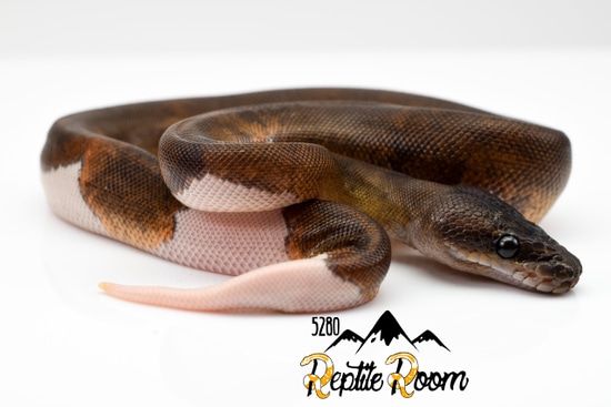 SUMA PIED Ball Python by 5280 Reptile Room
