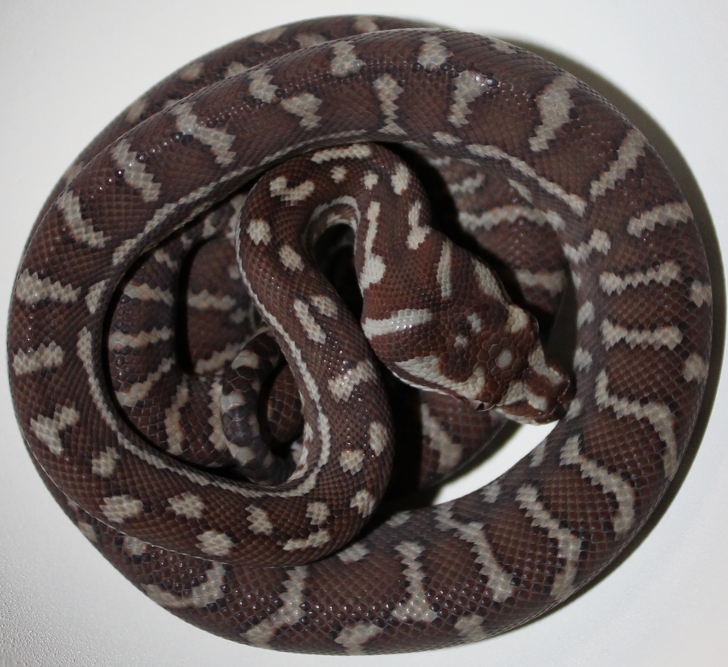 Bredli Python Centralian Carpet Python by Mark Goyer Reptiles - MorphMarket