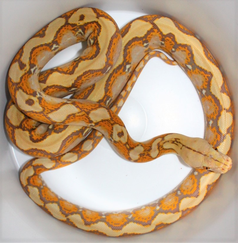 Renick Ghost Male Reticulated Python by Mark Goyer Reptiles - MorphMarket