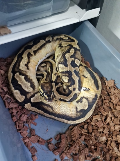 Genex Ball Python GeneX Pied Ball Python by Hoodhippie pythons
