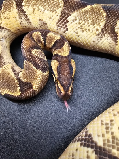 Super Enchi, Super Orange Dream, Yellow Belly Ball Python by 5 Star Pythons