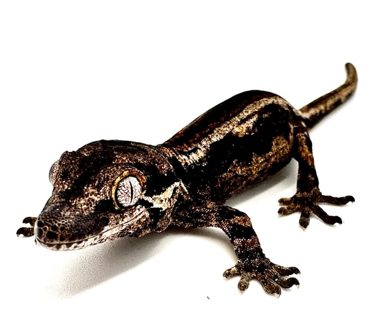 Black Ruby Striped Gargoyle Gecko Baby Gargoyle Geckos by