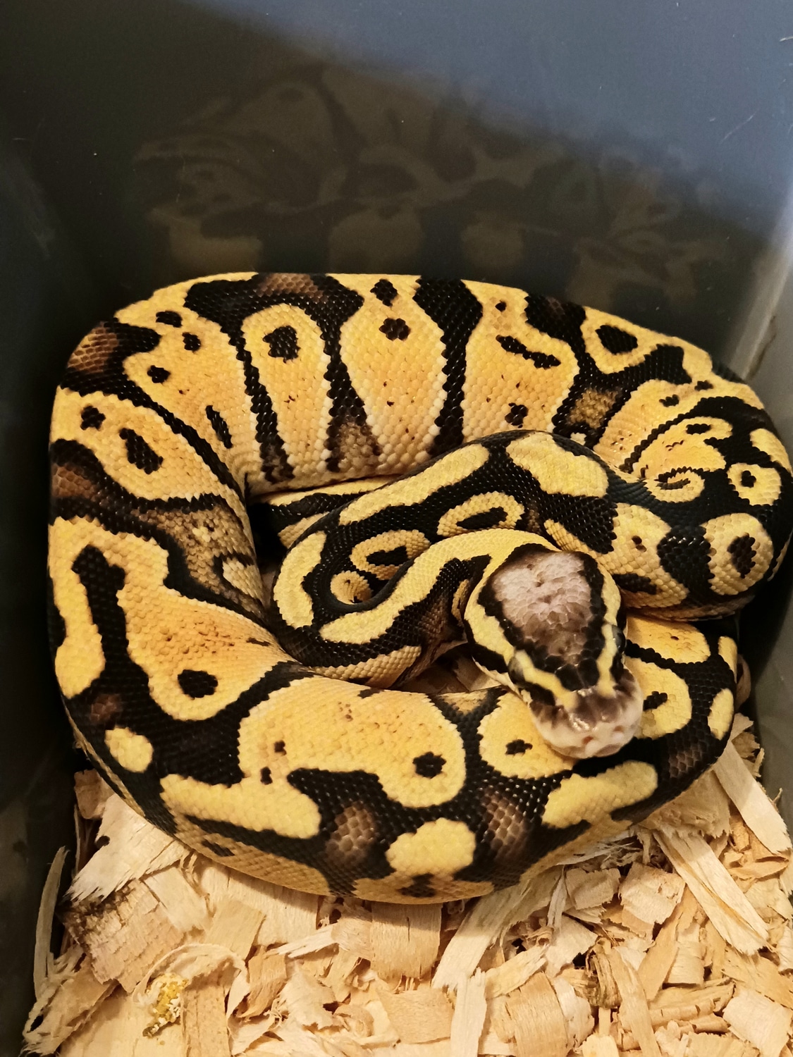 Bongo Vanilla Pastel Ball Python by Worona Reptiles MorphMarket