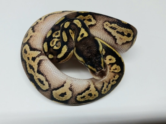 black pastel bongo ball python by freedom breeder -... Pastel Bongo Blackhead Ball Python by Worona Reptiles