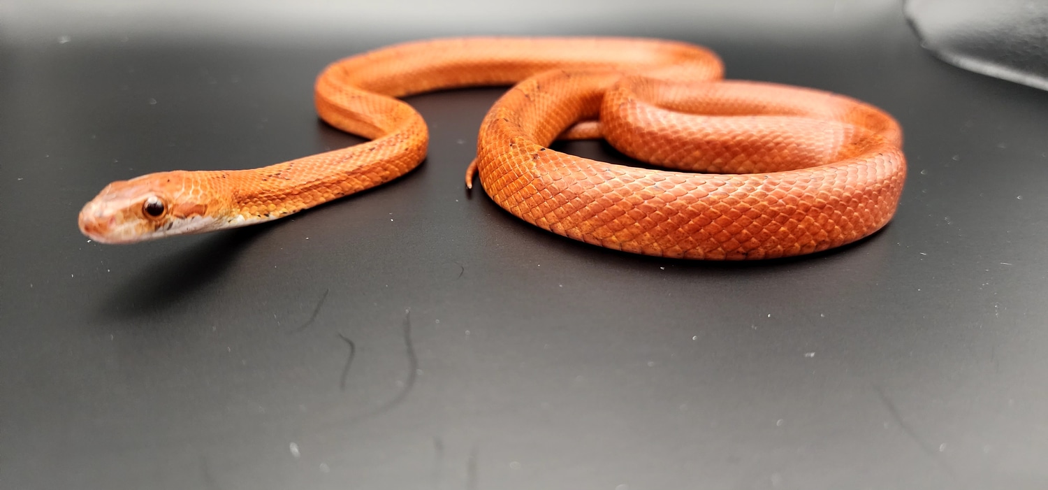 Hypo Bloodred Corn Snake by 704 Serpentz LLC - MorphMarket