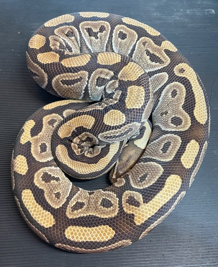 Proven Breeder '16 Mocha Ball Python by Tom Yeager Reptiles LLC
