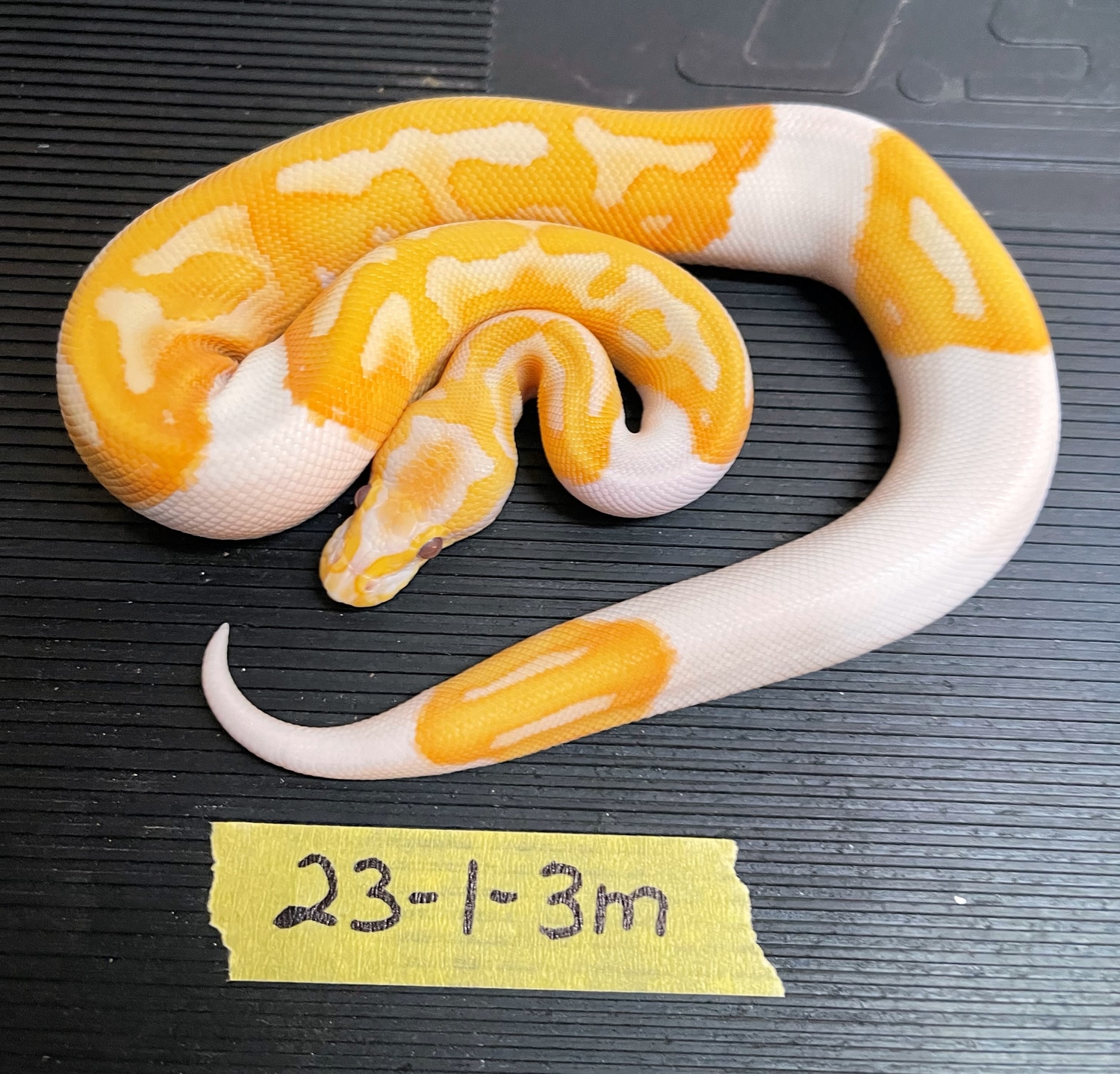 '23 Dreamsicle Ball Python by Tom Yeager Reptiles LLC - MorphMarket