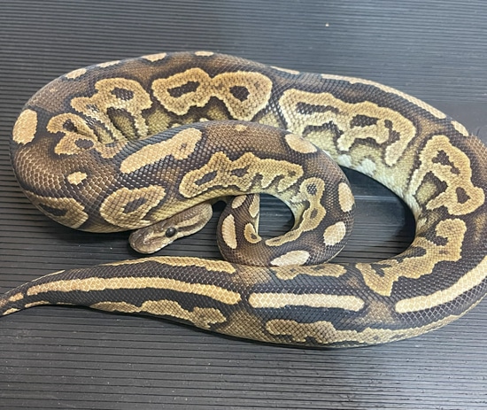 '22 Cinnamon Het Sunset 50% Het Ghost Ball Python by Tom Yeager ...