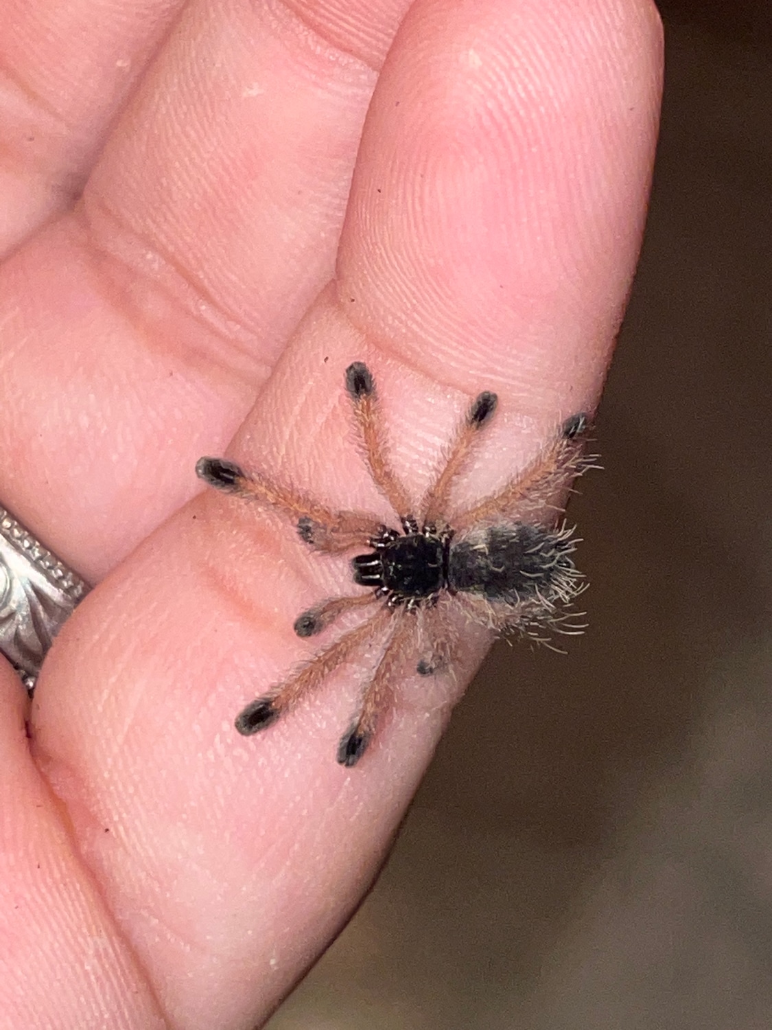 Metallic Pink Toe Avicularia Avicularia M6 1/23/4in Tarantula by Crystal Palace Exotics