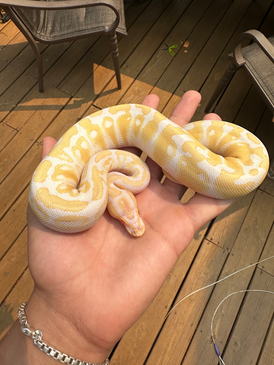 Albino Het Clown Pied Ball Python by 7vns Reptiles - MorphMarket