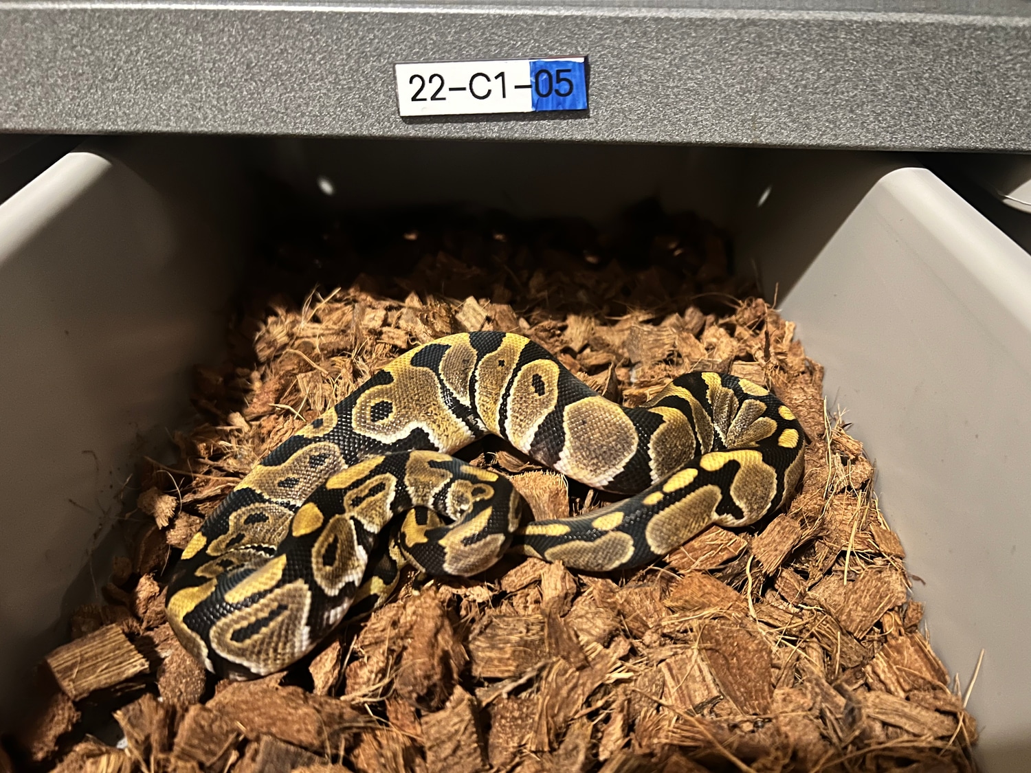 Normal Ball Python by 802 Clutch - MorphMarket