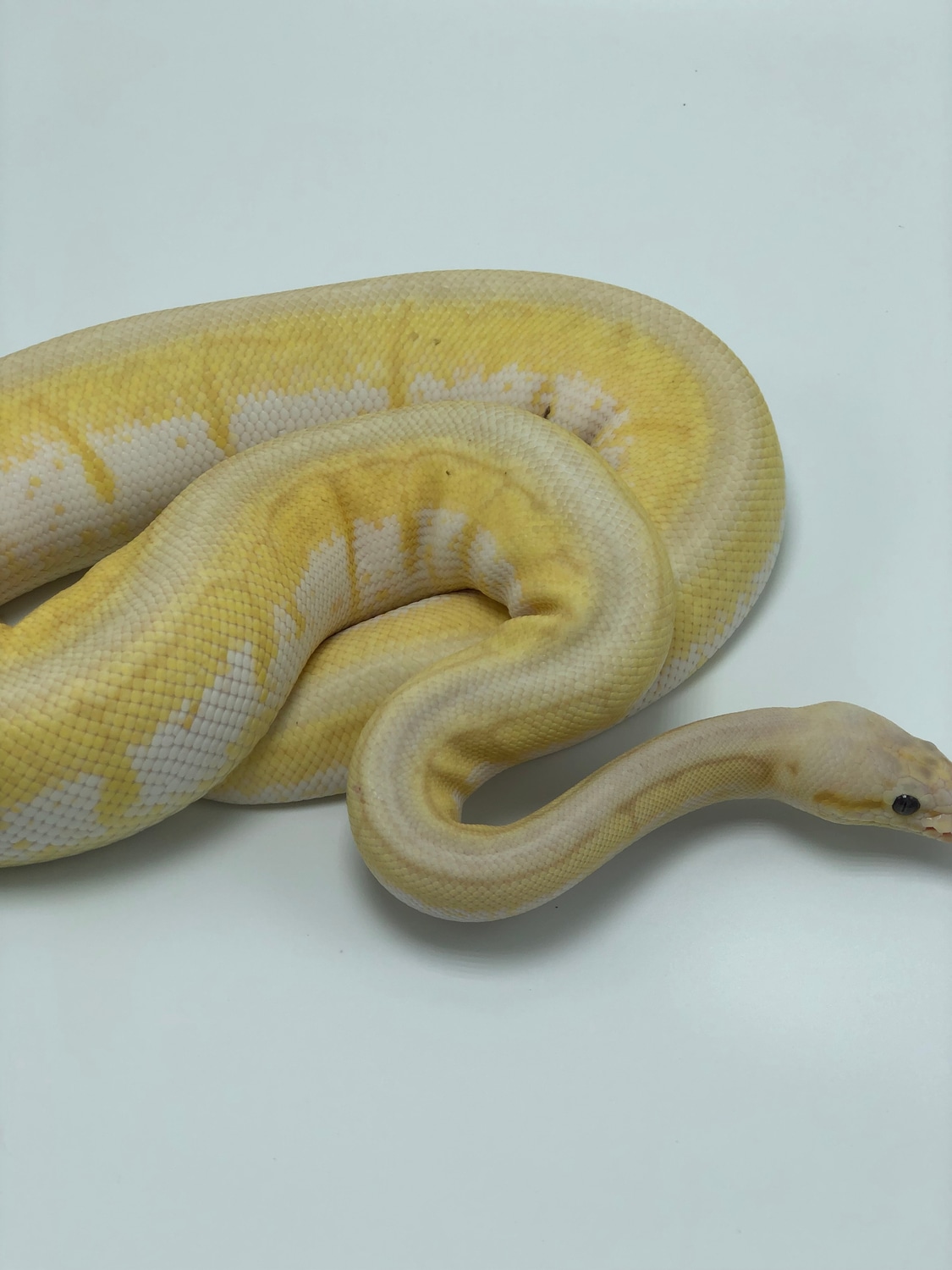 Banana Spinnerblast Ball Python by Sweet As Pied Pythons - MorphMarket