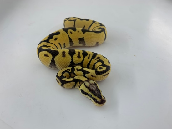 Enchi Vanilla Pastel Ball Python by 816 Morphs
