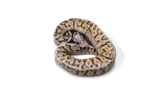 Super Pastel Spotnose Vanilla Ball Python by 816 Morphs/Retic Mafia